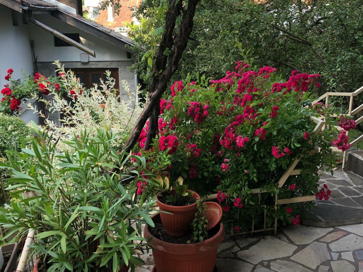 Luylyana Guesthouse Ribaritsa Dış mekan fotoğraf